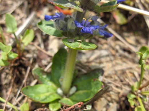Ajuga reptans e Salvia verbenaca